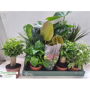 KAMERPLANT MIX P12