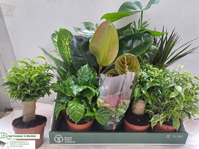 <h4>KAMERPLANT MIX P12</h4>