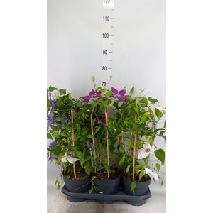 Clematis  'Garland'   ...mix