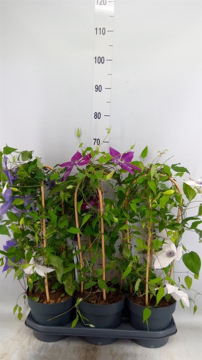<h4>Clematis  'Garland'   ...mix</h4>