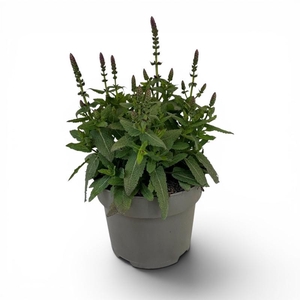 Salvia nemorosa Sensation Deep Rose