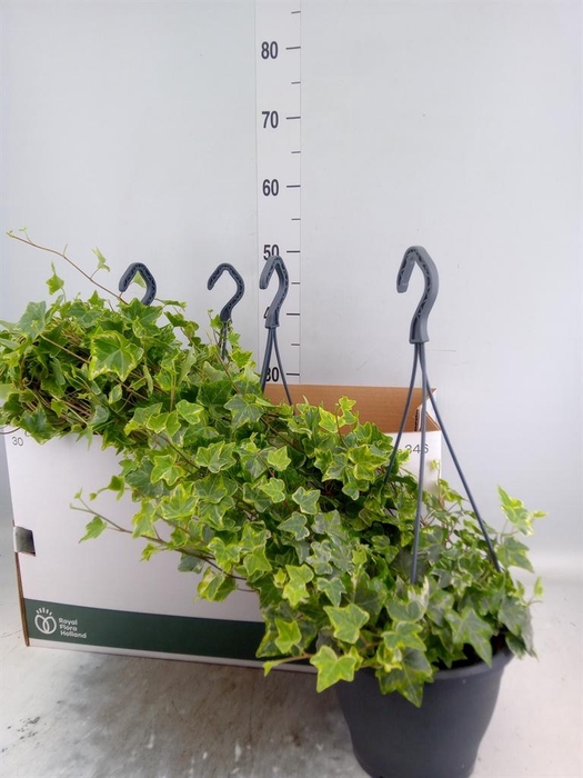 <h4>Hedera helix 'Mint Kolibri'</h4>
