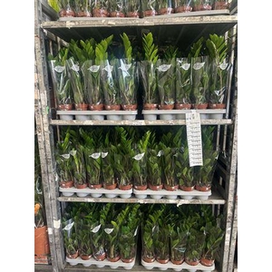 ** Zamio Zamiifolia 3+ * Spring Deal *