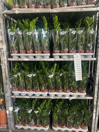 <h4>** Zamio Zamiifolia 3+ * Spring Deal *</h4>