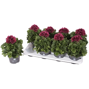 Pelg. Don Bliss 12cm