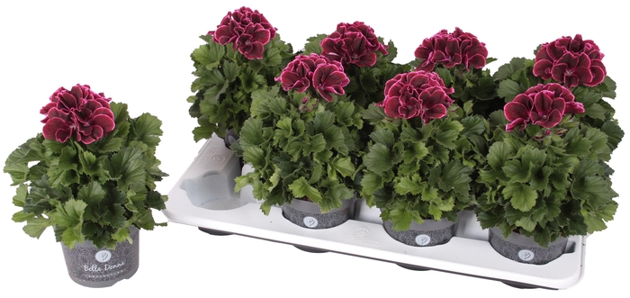 <h4>Pelg. Bella Donna Bordeaux 12cm</h4>