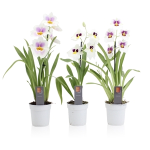 Inca Miltoniopsis White 1 spike