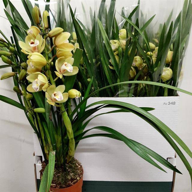 Cymbidium (Cites) 14Ø 60cm 3st