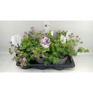 Geranium cantabrig. 'Karmina'