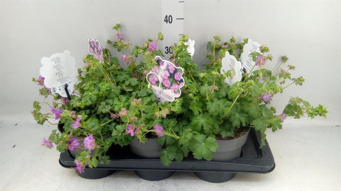 <h4>Geranium cantabrig. 'Karmina'</h4>