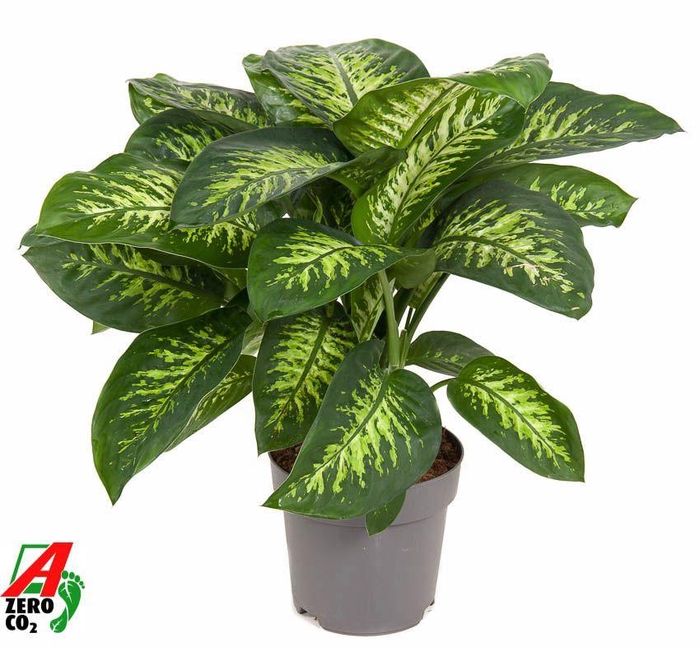 <h4>Dieffenbachia Reeva P24</h4>