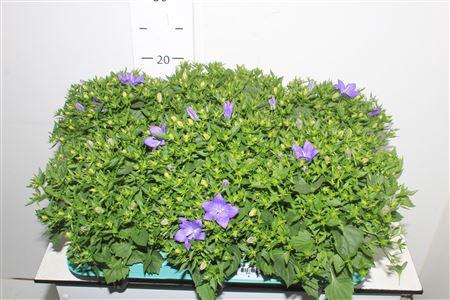 <h4>Camp Is Napoli</h4>