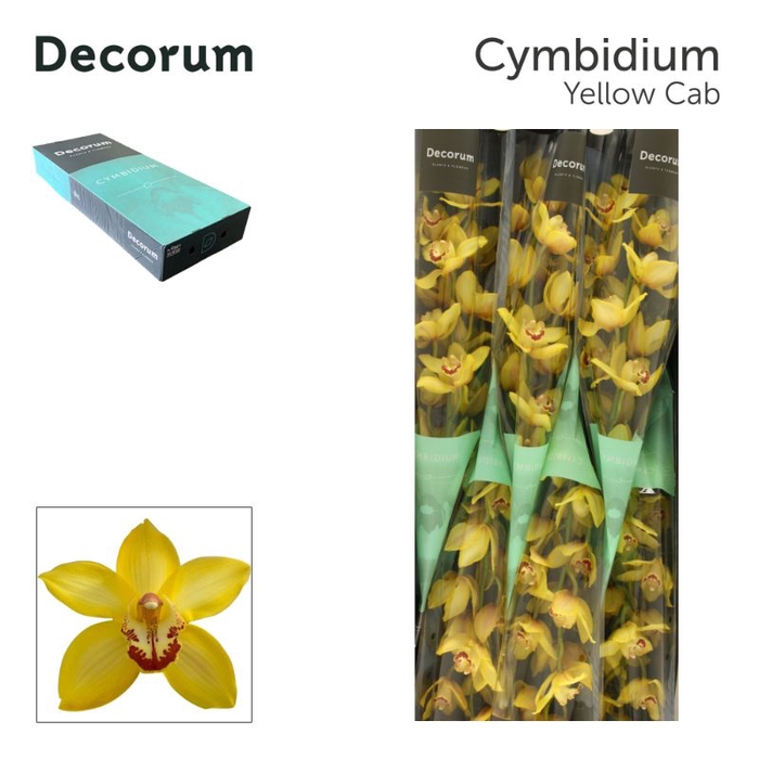 <h4>Cymbidium Yellow Cab</h4>