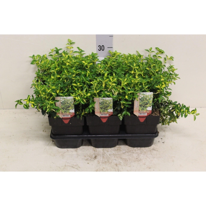 <h4>Euonymus fortunei 'Interbolwi'</h4>