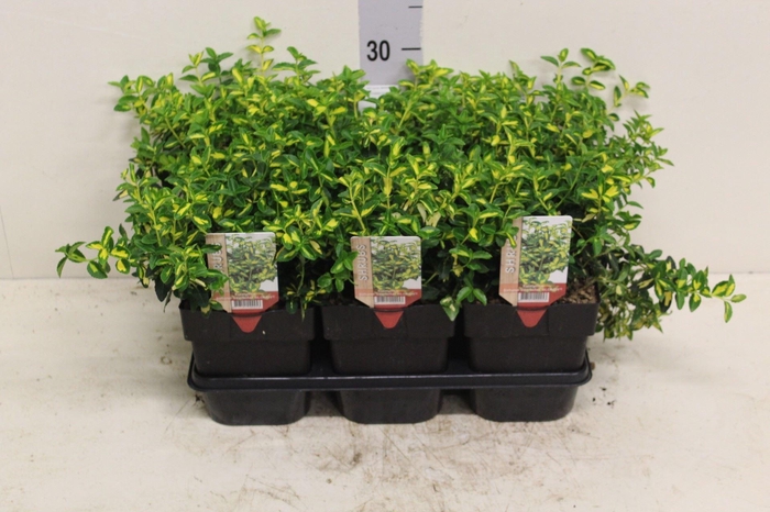 <h4>Euonymus fortunei 'Interbolwi'</h4>