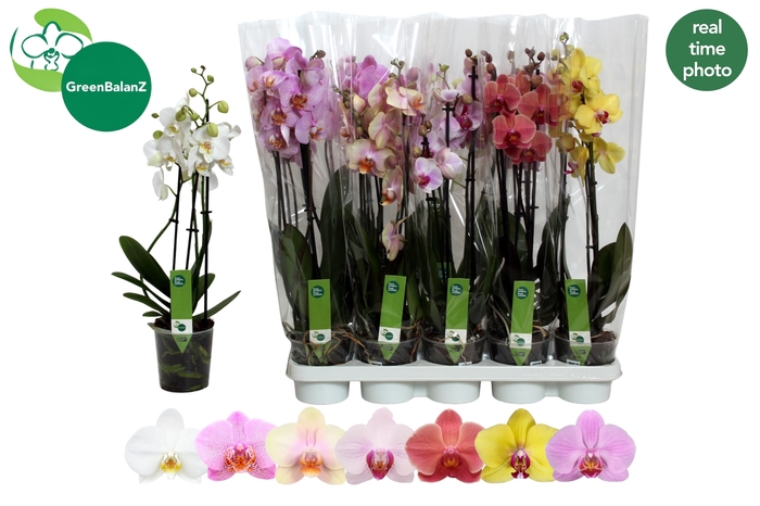 <h4>PHAL GEM 7 KL</h4>