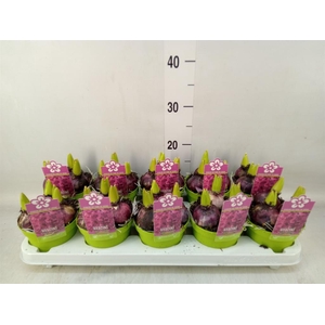 Hyacinthus orie. 'Purple Sensation'