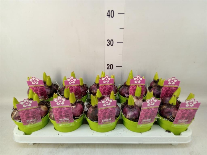<h4>Hyacinthus orie. 'Purple Sensation'</h4>