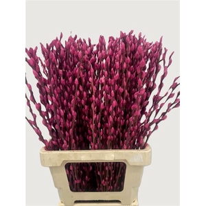 Salix Wilgenkatjes Cerise 70cm Pst