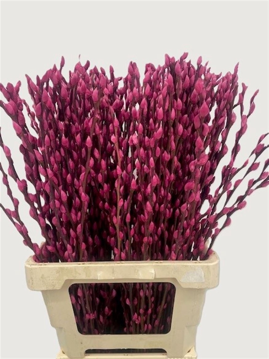 <h4>Salix Wilgenkatjes Cerise 70cm P Stem</h4>