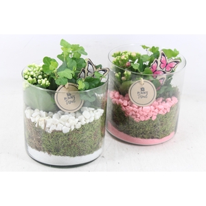arr2 PL - Glas cilinder 15x15 - roze/wit