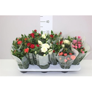 Rosa Kordana Gemengd