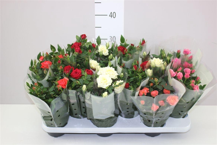 <h4>Rosa Kordana Gemengd</h4>