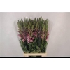 Antirrhinum It. Lavendel