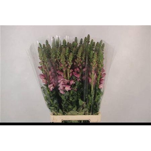 Antirrhinum It. Lavendel