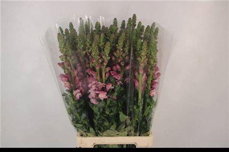 <h4>Antirrhinum It. Lavendel</h4>