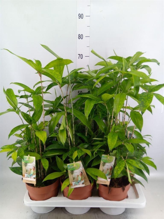 <h4>Dracaena surculosa</h4>