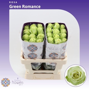 Rosa gr Green Romance