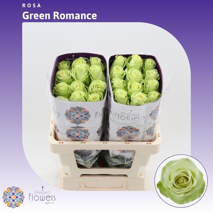 <h4>Rosa gr Green Romance</h4>