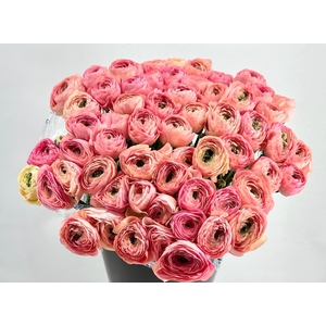 Ranunculus Clooney Venere Super