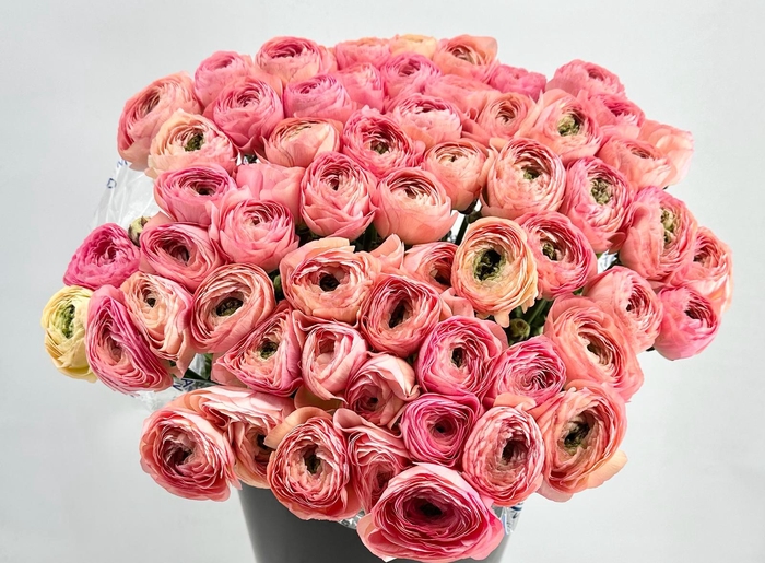 <h4>Ranunculus Clooney Venere Super</h4>
