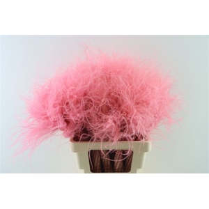 Dried Stypha Penata Light Pink Bunch