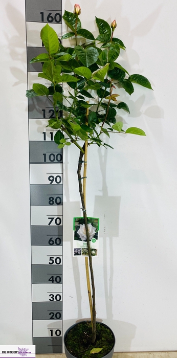 <h4>ROSA ST OV</h4>