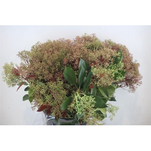 Photinia Red Robin Flower P Bunch