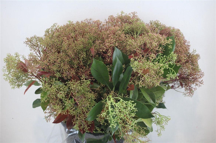 <h4>Photinia Red Robin Flower P Bunch</h4>