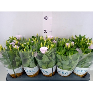 Eustoma russ. EN 'Carmen Ivory'