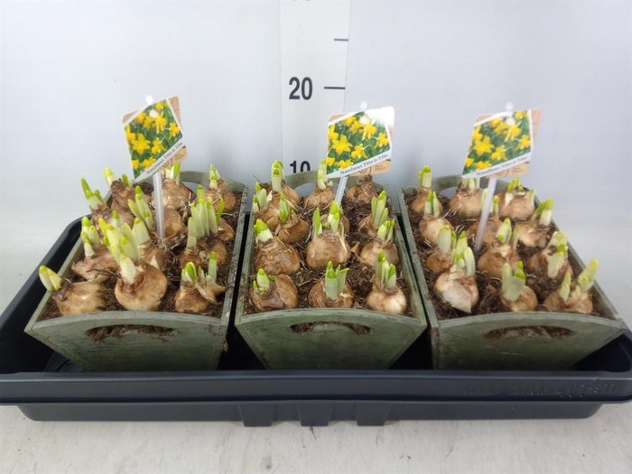 <h4>Arr.  Narcissus Tete Tete L%</h4>