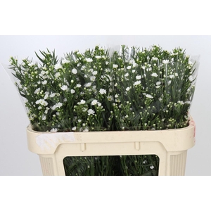Aster Paquita
