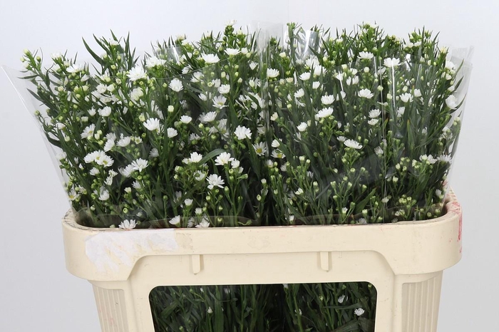 <h4>Aster Paquita</h4>