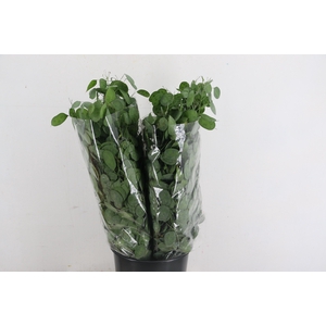 LUNARIA ANNUA 200GR