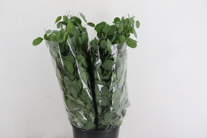 <h4>LUNARIA ANNUA 200GR</h4>