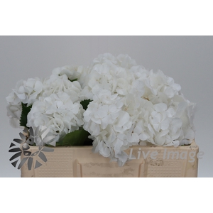 Hydrangea schneeball