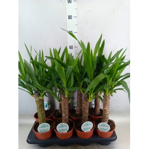 Yucca