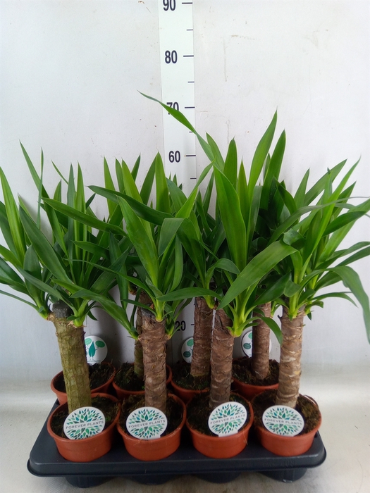 <h4>Yucca</h4>