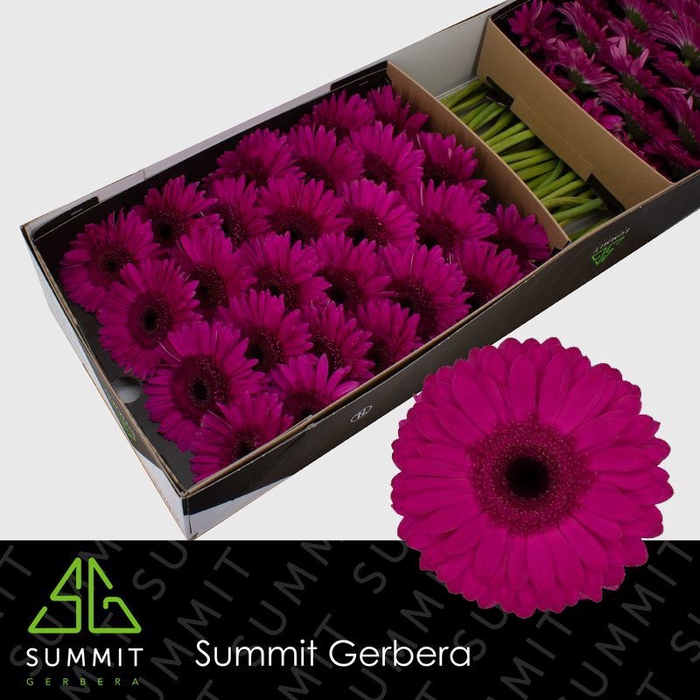 <h4>Gerbera Bon Dia Doos</h4>