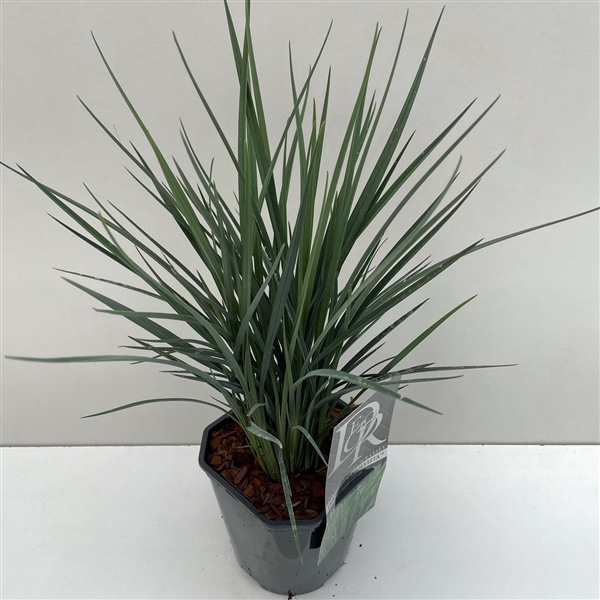 <h4>Dianella ‘Coolvista’</h4>